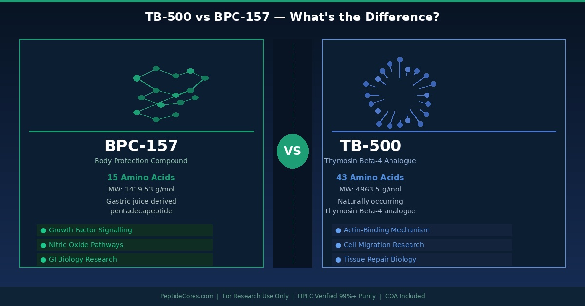 TB-500 vs BPC-157 — What's the Difference? TB-500 vs BPC-157