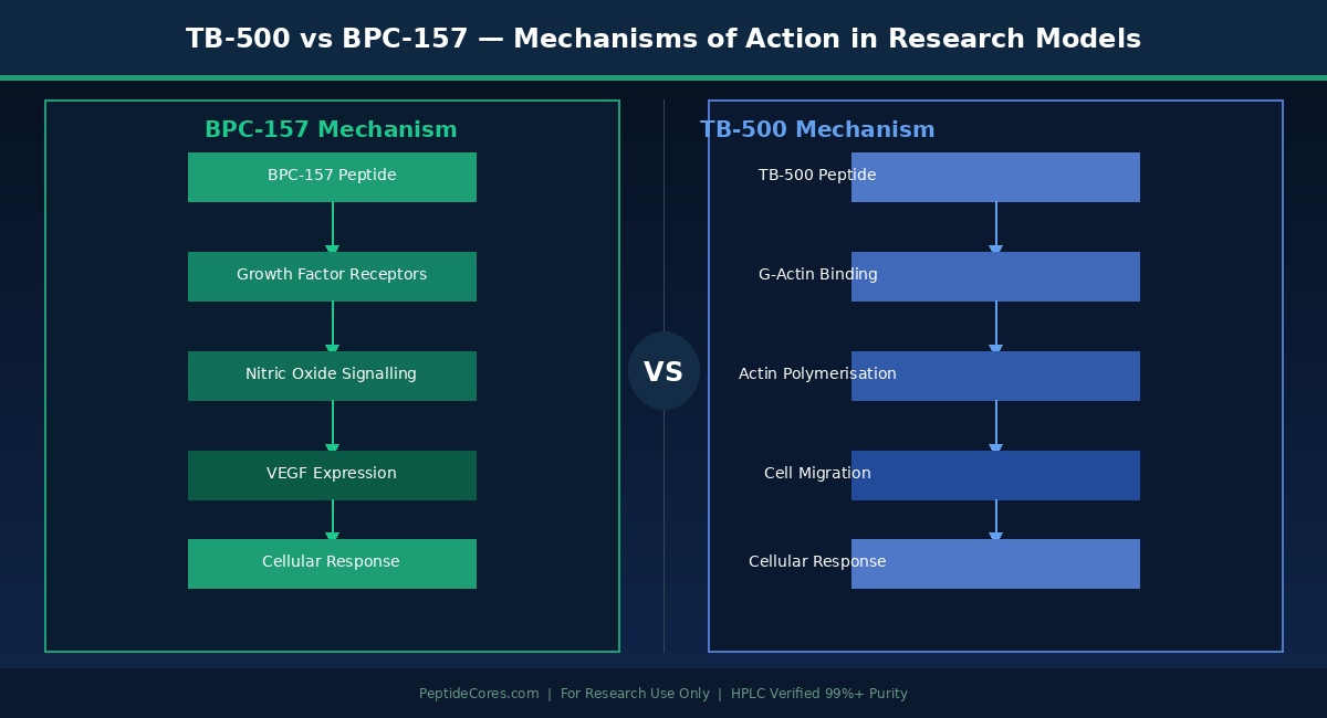 TB-500 vs BPC-157 mechanism of action 
research models diagram PeptideCores