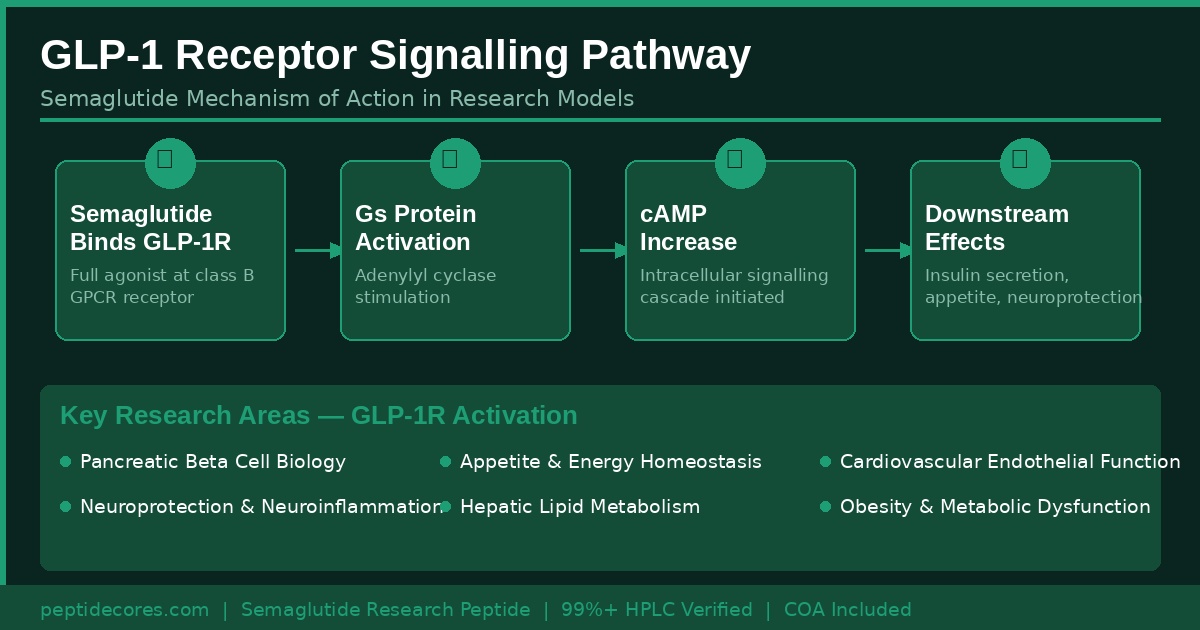 GLP-1 receptor signalling pathway Semaglutide mechanism of action research