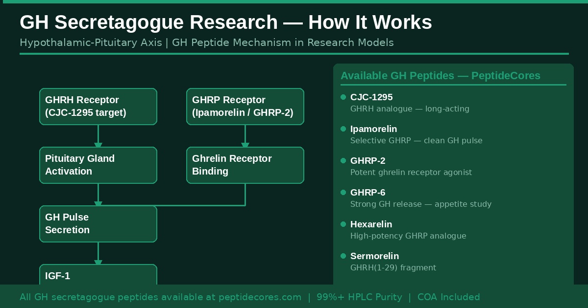 GH secretagogue research diagram hypothalamic pituitary axis ipamorelin CJC-1295