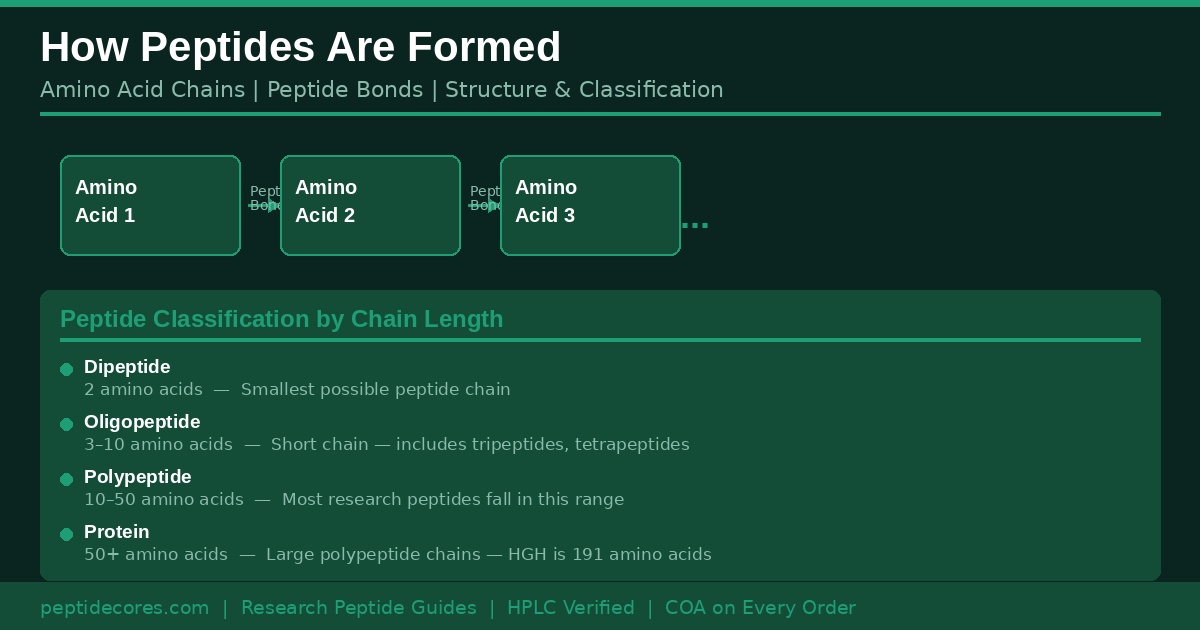 how peptides are formed amino acid chain peptide bond structure classification
